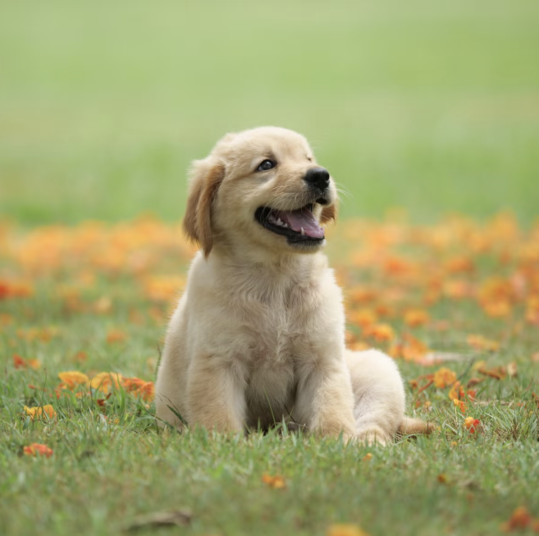 Screenshot 2024-12-06 at 12.17.02 PM